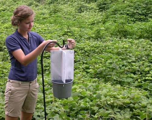 University of Georgia entomology intern Anna Marie Heape places a kudzu bug trap in a kudzu patch on the UGA campus in Griffin, Ga.